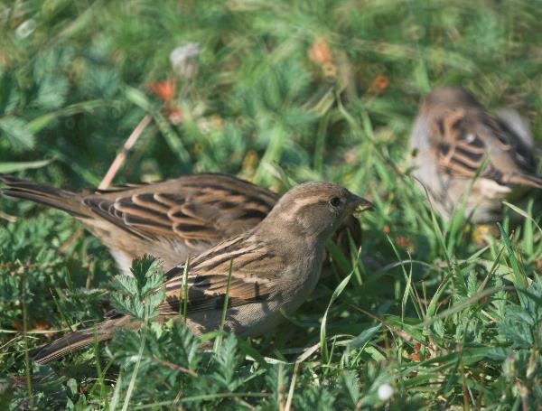 Spatzen - Vogel - Vögel - Sparrows - Birds