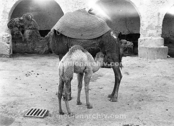 Afrika. 1932. Kamelstute mit Jungen