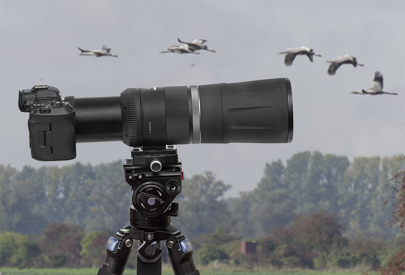 Canon RF 800mm F11 IS STM Teleobjektiv – review, Test